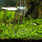 Aquarium Feeding Tube